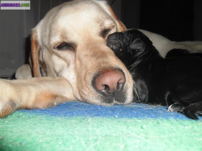 Chiots labrador, croisé épagneul breton