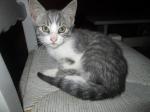 Donne chaton - Miniature