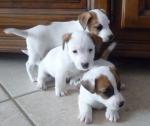 Chiots jack russel - Miniature