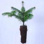 Plants de sapins nordman 20/25 en godet par 40 = 65 euros - Miniature