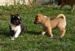 Chiots de type berger d,islande non lof - Miniature