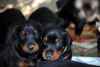 Chiots dobermann a donner - Miniature