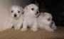 Magnifiques bebes bichon maltais cherchent famille - Miniature