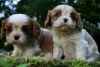 Sublimes chiots de   race cavalier king charles - Miniature