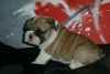 Magnifique chiot de type bouledogue anglais a donner - Miniature