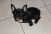 2 chiots type bouledogue français noir - Miniature