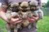 3 chiots spitz allemand non lof - Miniature