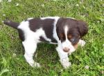 Vds chiots springer spaniel - Miniature