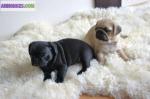 Magnifiques chiots carlin non lof - Miniature