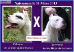 Chiots dogues argentins - Miniature