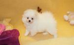 Jolie spitz nain pomeranian de 3 mois - Miniature