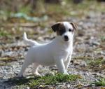 A donner jolie chiot jack russell de 02 mois - Miniature