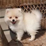 Mignons chiots plitz - Miniature