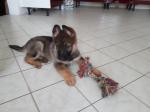 Chiots berger allemand - Miniature