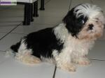 Bébé shih-tzu male 3 mois - Miniature