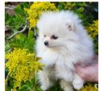 Adorable chiot spitz allemand femelle - Miniature