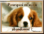 Recherche dons pour animaux - Miniature