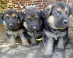  chiots d'apparence berger allemand  - Miniature