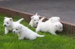 Adorables petits chiots westie inscrit lof - Miniature