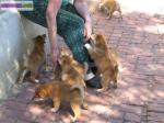 Superbes chiots de type shiba inu non l.o.f - Miniature