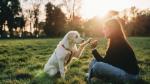 Garde et promenade pour chien - Miniature