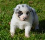 A donner chiot berger femelle non lof - Miniature