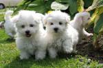 Chiots de type  bichon maltais non lof  - Miniature