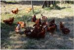 Poules pondeuses - Miniature