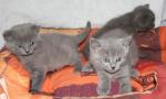 Magnifiques chatons chartreux loof - Miniature