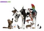 Garde d'animaux ou petits services - Miniature