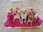 Vends chiots chihuahua - Miniature