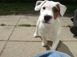 Deux jack russell pour a doption - Miniature