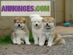 Chiots akita inu lof - Miniature
