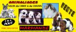 Salont du chiot et du chaton 3 et 4 aout marmande - Miniature