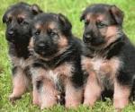 Superbe chiots berger allemand lof - Miniature