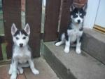 Chiots husky siberie disponible - Miniature