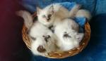 Vente chatons de race - Miniature