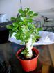 Adenium anaconda ( tres rare ) - Miniature