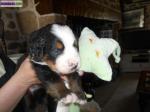 A donner chiot type bouvier bernois femelle - Miniature