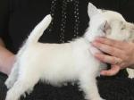   west highland white terrier(westie) femelle a donner  - Miniature