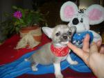 A reserver petite femelle type chihuahua - Miniature