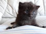 Chaton-chat - Miniature