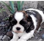 Cède chiot shih tzu non lof - Miniature