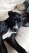 Jeune chien a adopter - Miniature