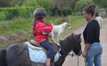 Cous sur poneys shetlands - Miniature