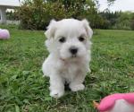 Chiots bichon maltais a donner - Miniature