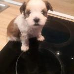 A vendre yorkipoo - Miniature