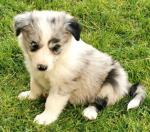 Chiot magnifique border collie femelle - Miniature