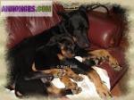 Chiot de type beauceron a donner en adoption - Miniature