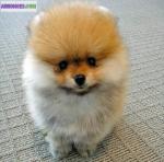 Magnifique chiots  types pomeranian non lof . - Miniature